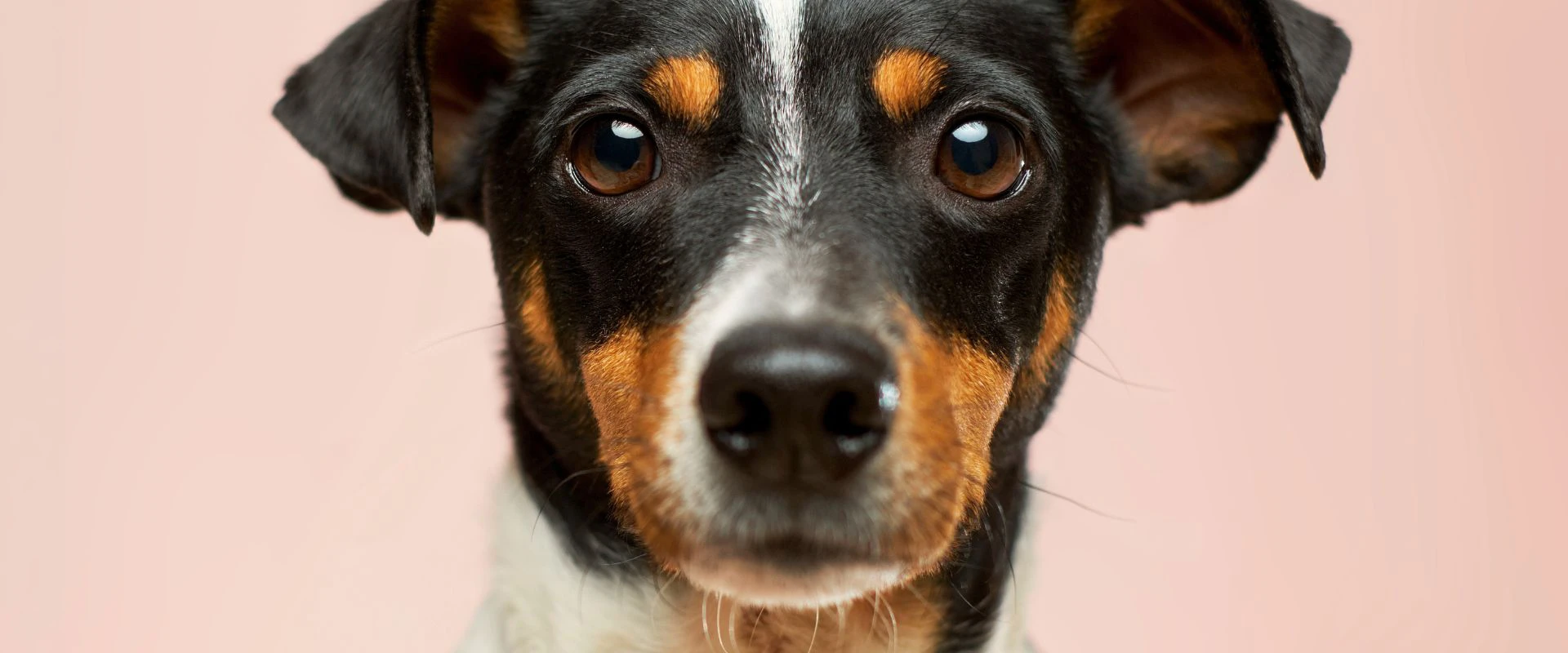 Tiendanimal